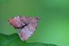 Choreutis pariana